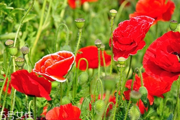 罌粟和鴉片的區(qū)別 罌粟和鴉片的區(qū)別