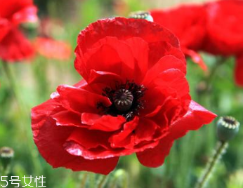 罌粟和鴉片的區(qū)別 罌粟和鴉片的區(qū)別