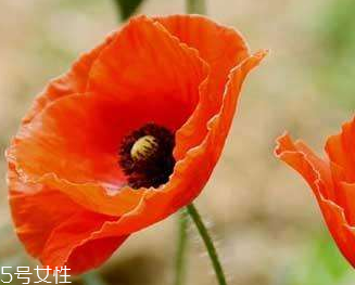 罌粟和鴉片的區(qū)別 罌粟和鴉片的區(qū)別