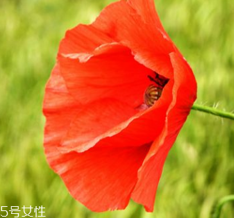 罌粟對(duì)牙疼有效嗎 有緩解作用 罌粟對(duì)牙疼有效嗎 有緩解作用