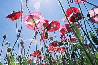 罌粟對(duì)牙疼有效嗎 有緩解作用 罌粟對(duì)牙疼有效嗎 有緩解作用