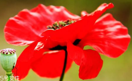 罌粟的相關(guān)法律必須要牢記 罌粟的相關(guān)法律必須要牢記