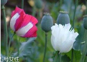 罌粟的相關(guān)法律必須要牢記 罌粟的相關(guān)法律必須要牢記