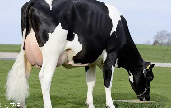 牛奶哪個(gè)國家最好 3大奶源pk 牛奶哪個(gè)國家最好 3大奶源pk