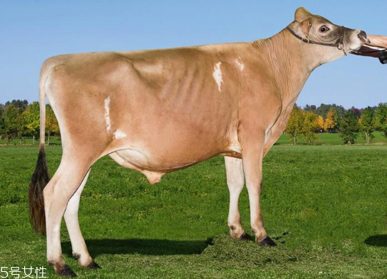 牛奶哪個(gè)國家最好 3大奶源pk 牛奶哪個(gè)國家最好 3大奶源pk