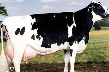 牛奶哪個(gè)國家最好 3大奶源pk 牛奶哪個(gè)國家最好 3大奶源pk