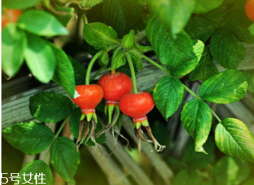 unichi玫瑰果精華膠囊能美白祛斑嗎 unichi玫瑰果評價 unichi玫瑰果精華膠囊能美白祛斑嗎 unichi玫瑰果評價