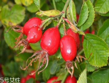 unichi玫瑰果膠囊適合年齡 unichi玫瑰果膠囊適合人群 unichi玫瑰果膠囊適合年齡 unichi玫瑰果膠囊適合人群