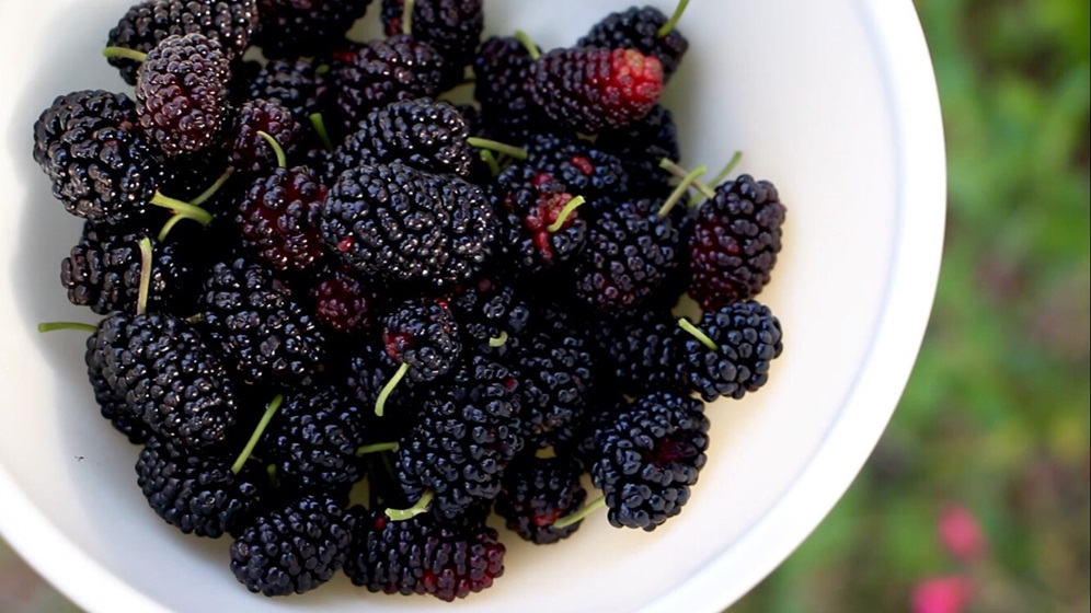 桑葚果醬怎么制作 自制桑葚果醬的做法 桑葚果醬怎么制作 自制桑葚果醬的做法