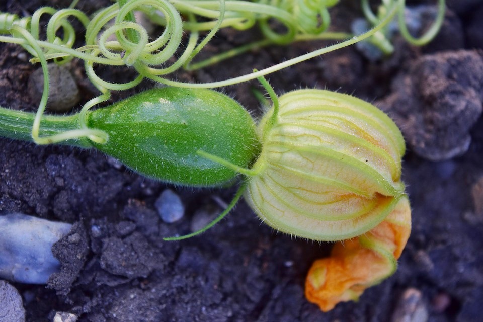 西葫蘆的切法 不同切法不同做法 西葫蘆的切法 不同切法不同做法
