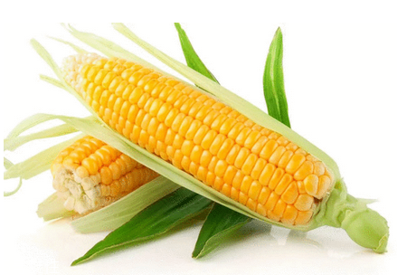 玉米油是怎么榨的 原來(lái)是這樣 玉米油是怎么榨的 原來(lái)是這樣