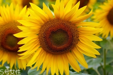 葵花籽油的功效與作用 這三個功效非常好 葵花籽油的功效與作用 這三個功效非常好