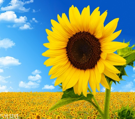 葵花籽油的功效與作用 這三個功效非常好 葵花籽油的功效與作用 這三個功效非常好