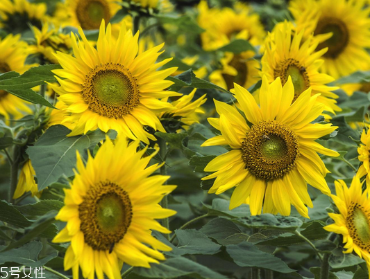 葵花籽油的功效與作用 這三個功效非常好 葵花籽油的功效與作用 這三個功效非常好