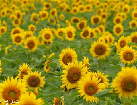 葵花籽油能炒菜嗎 當(dāng)然是可以的 葵花籽油能炒菜嗎 當(dāng)然是可以的