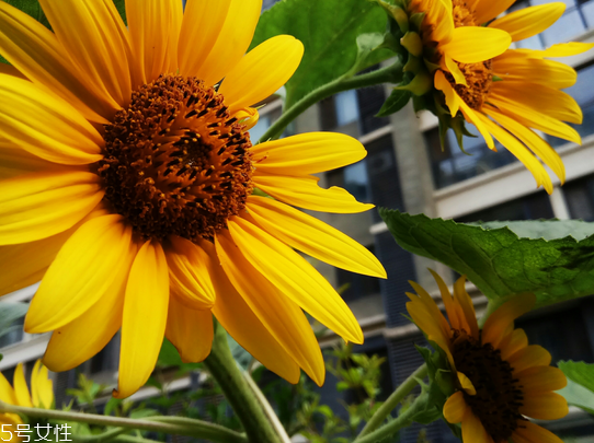 葵花籽油能炒菜嗎 當(dāng)然是可以的 葵花籽油能炒菜嗎 當(dāng)然是可以的