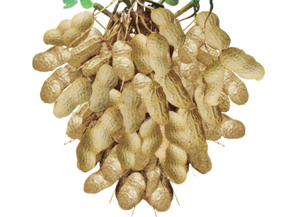 花生油的功效與作用 這個一定要知道 花生油的功效與作用 這個一定要知道