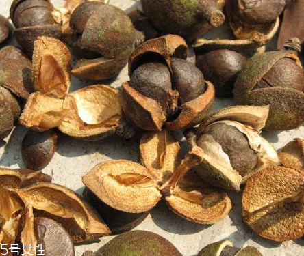 茶油是什么做的 茶樹種子提取 茶油是什么做的 茶樹種子提取