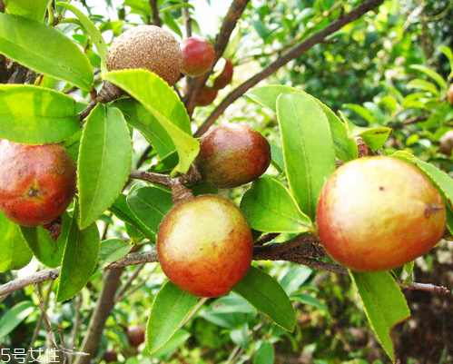 茶油是什么做的 茶樹種子提取 茶油是什么做的 茶樹種子提取
