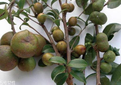 茶油如何食用 這樣吃最健康 茶油如何食用 這樣吃最健康