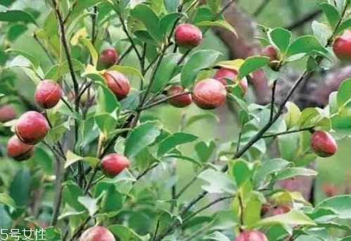 茶油如何食用 這樣吃最健康 茶油如何食用 這樣吃最健康