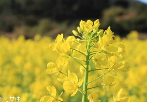菜籽油是植物油嗎 必須是植物油 菜籽油是植物油嗎 必須是植物油