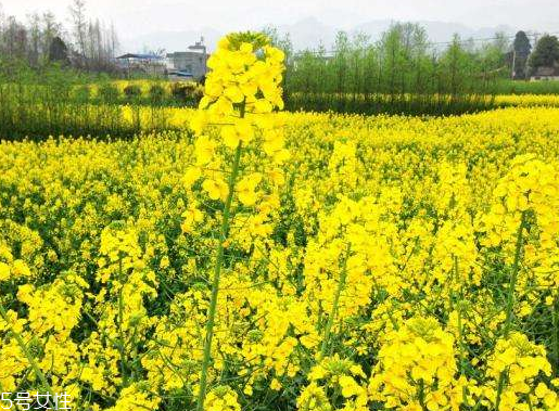 菜籽油是植物油嗎 必須是植物油 菜籽油是植物油嗎 必須是植物油