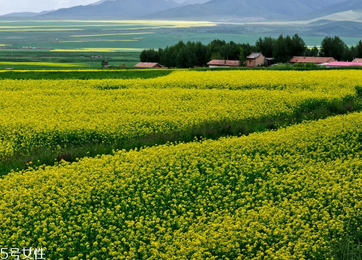 菜籽油是酸性還是堿性 弱酸性的菜籽油 菜籽油是酸性還是堿性 弱酸性的菜籽油
