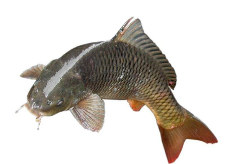 草魚是鯽魚嗎 大小差別大 草魚是鯽魚嗎 大小差別大