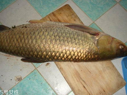 草魚能做生魚片嗎 絕對(duì)不要這樣做 草魚能做生魚片嗎 絕對(duì)不要這樣做