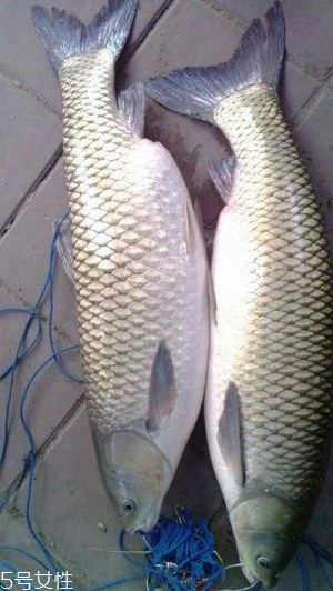 草魚能做生魚片嗎 絕對(duì)不要這樣做 草魚能做生魚片嗎 絕對(duì)不要這樣做