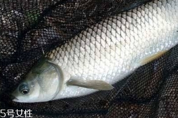 鯽魚是淡水魚嗎 淡水中長大 鯽魚是淡水魚嗎 淡水中長大