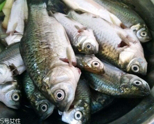 鯽魚能和胡蘿卜一起吃嗎 這個是可以的 鯽魚能和胡蘿卜一起吃嗎 這個是可以的