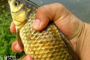 鯽魚(yú)是發(fā)物嗎 屬于發(fā)物