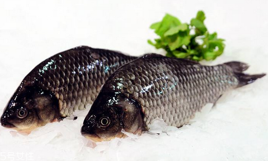 鯽魚是淡水魚嗎 淡水中長大 鯽魚是淡水魚嗎 淡水中長大