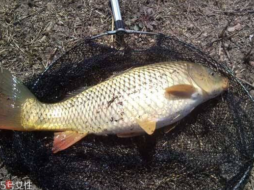 鯉魚為什么沒(méi)人吃 原來(lái)是這樣