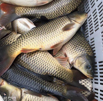 鯉魚為什么沒(méi)人吃 原來(lái)是這樣