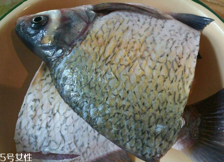 鳊魚有刺嗎 13根魚刺 鳊魚有刺嗎 13根魚刺