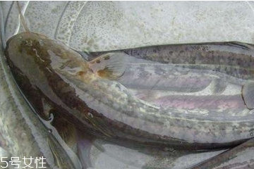 鯰魚是發(fā)物嗎 確實(shí)屬于發(fā)物 鯰魚是發(fā)物嗎 確實(shí)屬于發(fā)物