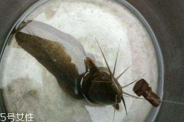 鯰魚是吃什么長(zhǎng)大的 肉食性魚類 鯰魚是吃什么長(zhǎng)大的 肉食性魚類