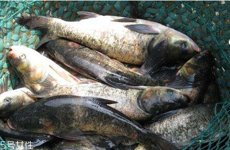 鰱魚熱量高嗎 不算很高 鰱魚熱量高嗎 不算很高