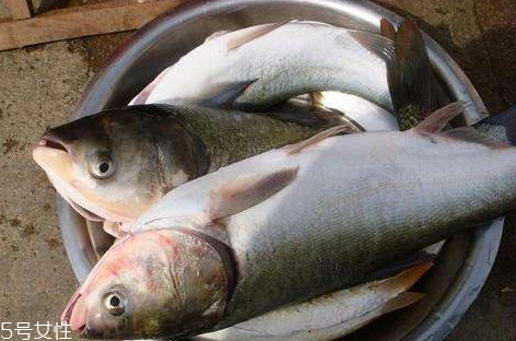 鰱魚和草魚哪個刺少 鰱魚小刺多 鰱魚和草魚哪個刺少 鰱魚小刺多