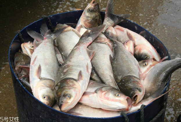 鰱魚和草魚哪個刺少 鰱魚小刺多 鰱魚和草魚哪個刺少 鰱魚小刺多