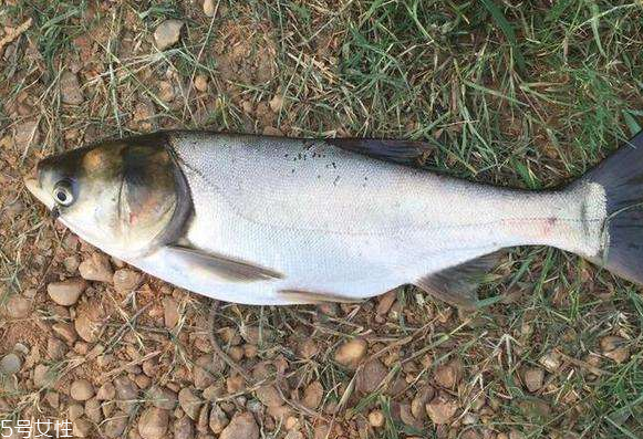 鰱魚和草魚哪個刺少 鰱魚小刺多 鰱魚和草魚哪個刺少 鰱魚小刺多