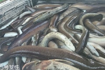 鰻魚怎么殺 這樣殺最簡單 鰻魚怎么殺 這樣殺最簡單