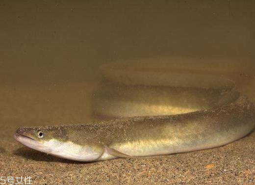 鰻魚怎么殺 這樣殺最簡單 鰻魚怎么殺 這樣殺最簡單