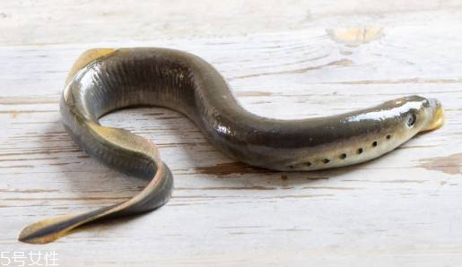 鰻魚怎么殺 這樣殺最簡單 鰻魚怎么殺 這樣殺最簡單