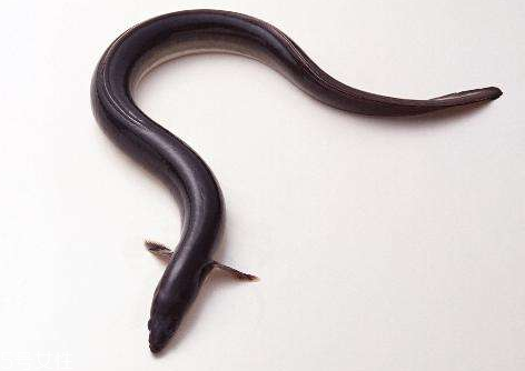 鰻魚怎么殺 這樣殺最簡單 鰻魚怎么殺 這樣殺最簡單