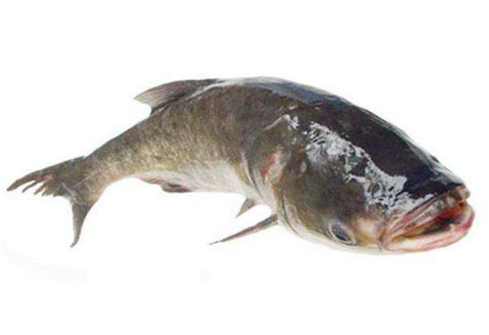 胖頭魚晚上可以釣嗎 這兩個時間段最好 胖頭魚晚上可以釣嗎 這兩個時間段最好