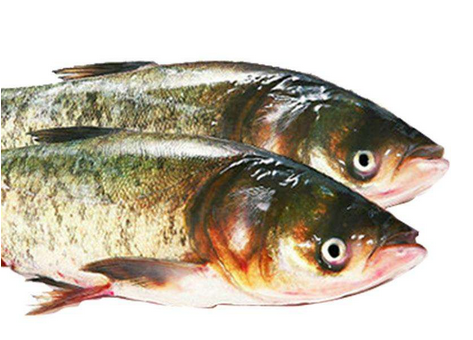 胖頭魚晚上可以釣嗎 這兩個時間段最好 胖頭魚晚上可以釣嗎 這兩個時間段最好